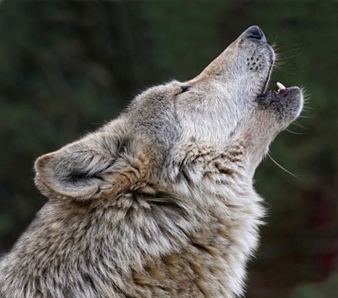 0822-wolf-howl.jpg